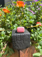 Wild Rose.  6