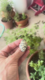 Dalmatian 10